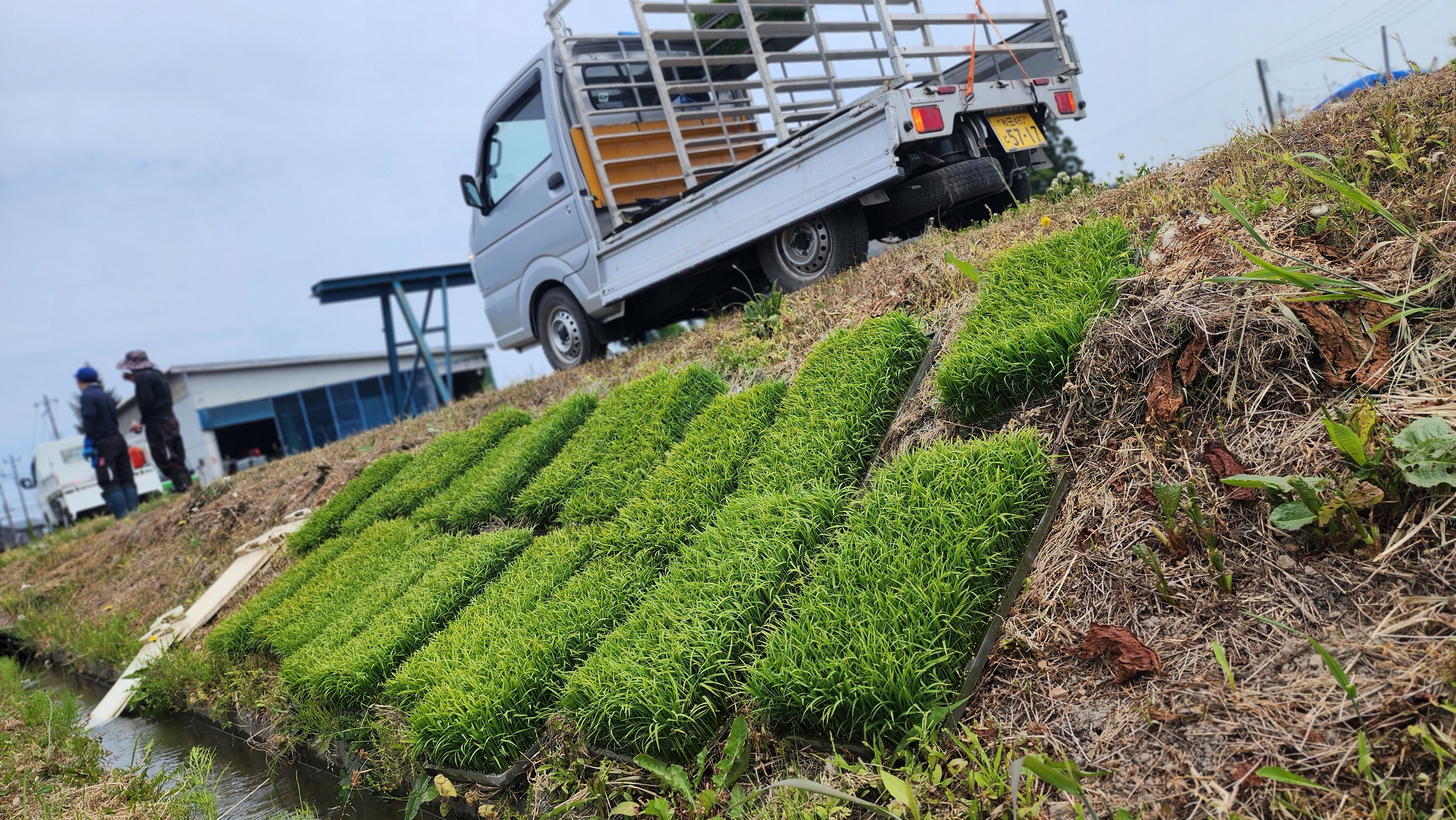 田植え2.jpg