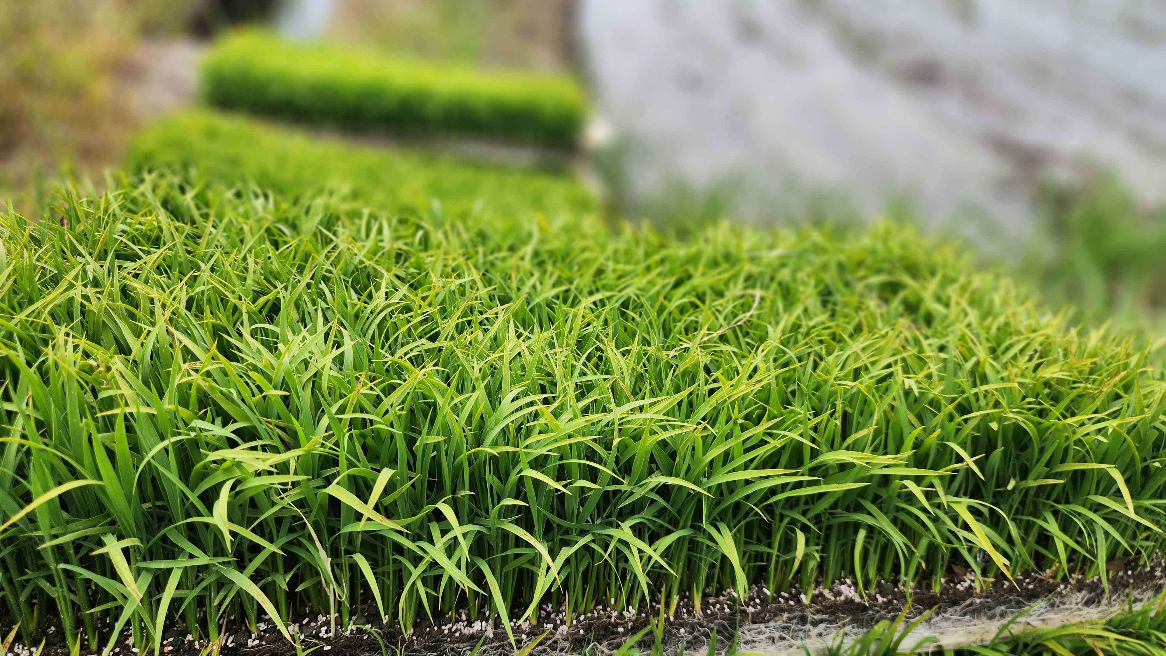田植え0.jpg