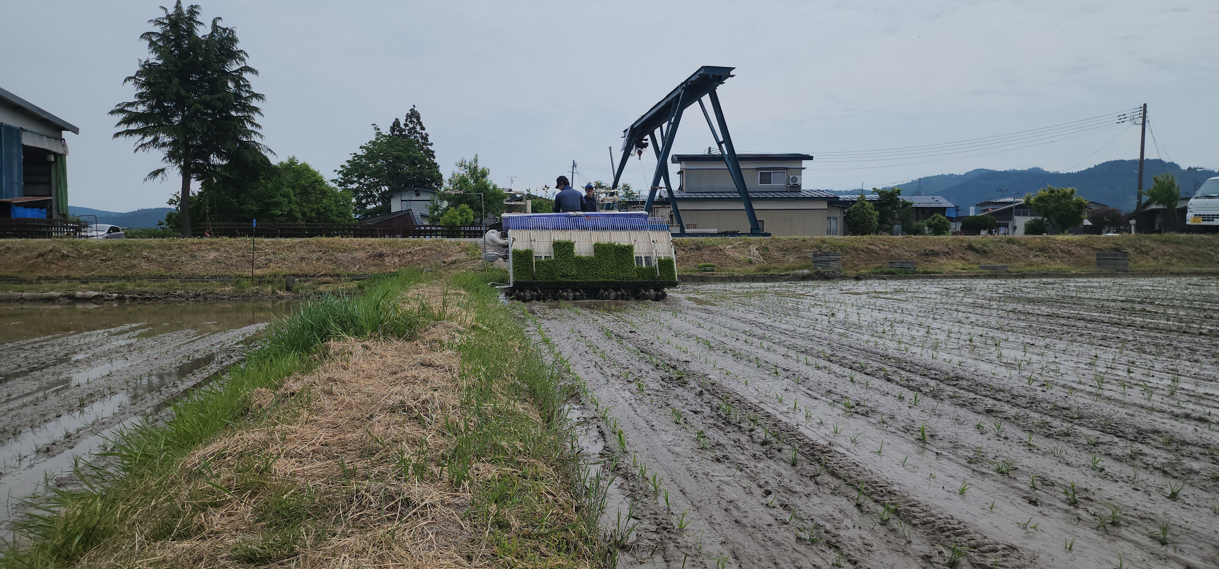 田植え4.jpg