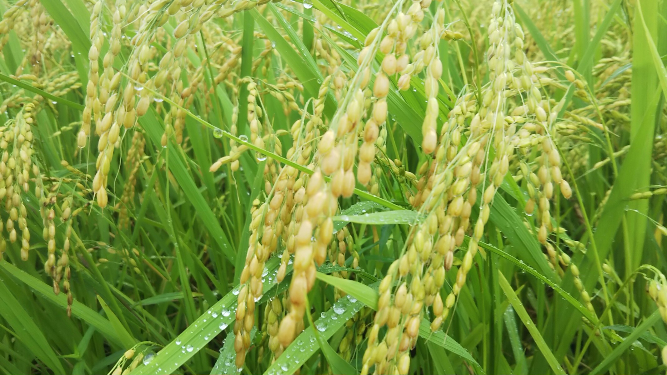 秋田県雄勝地区の稲穂