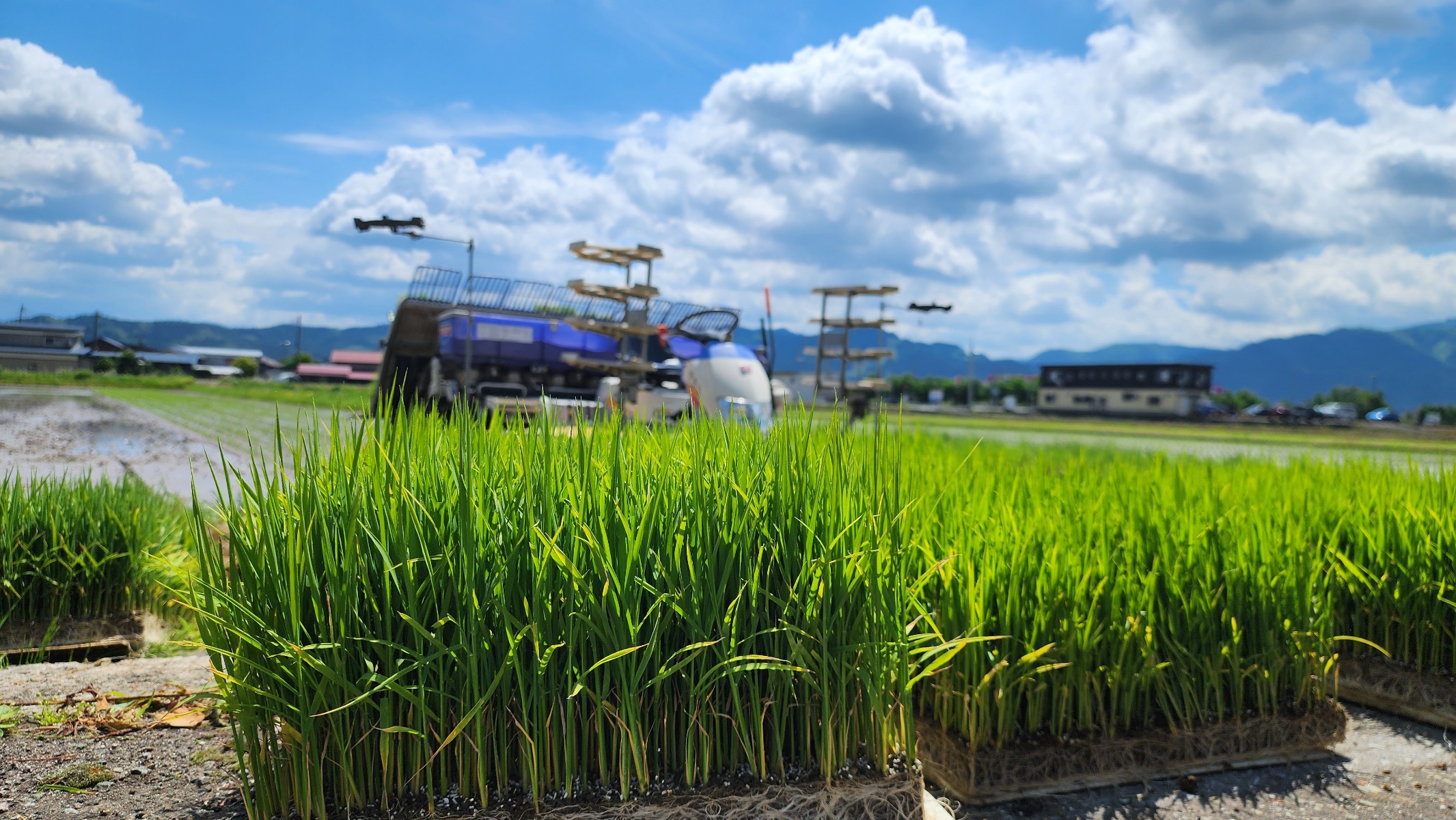 田植えの様子 2025