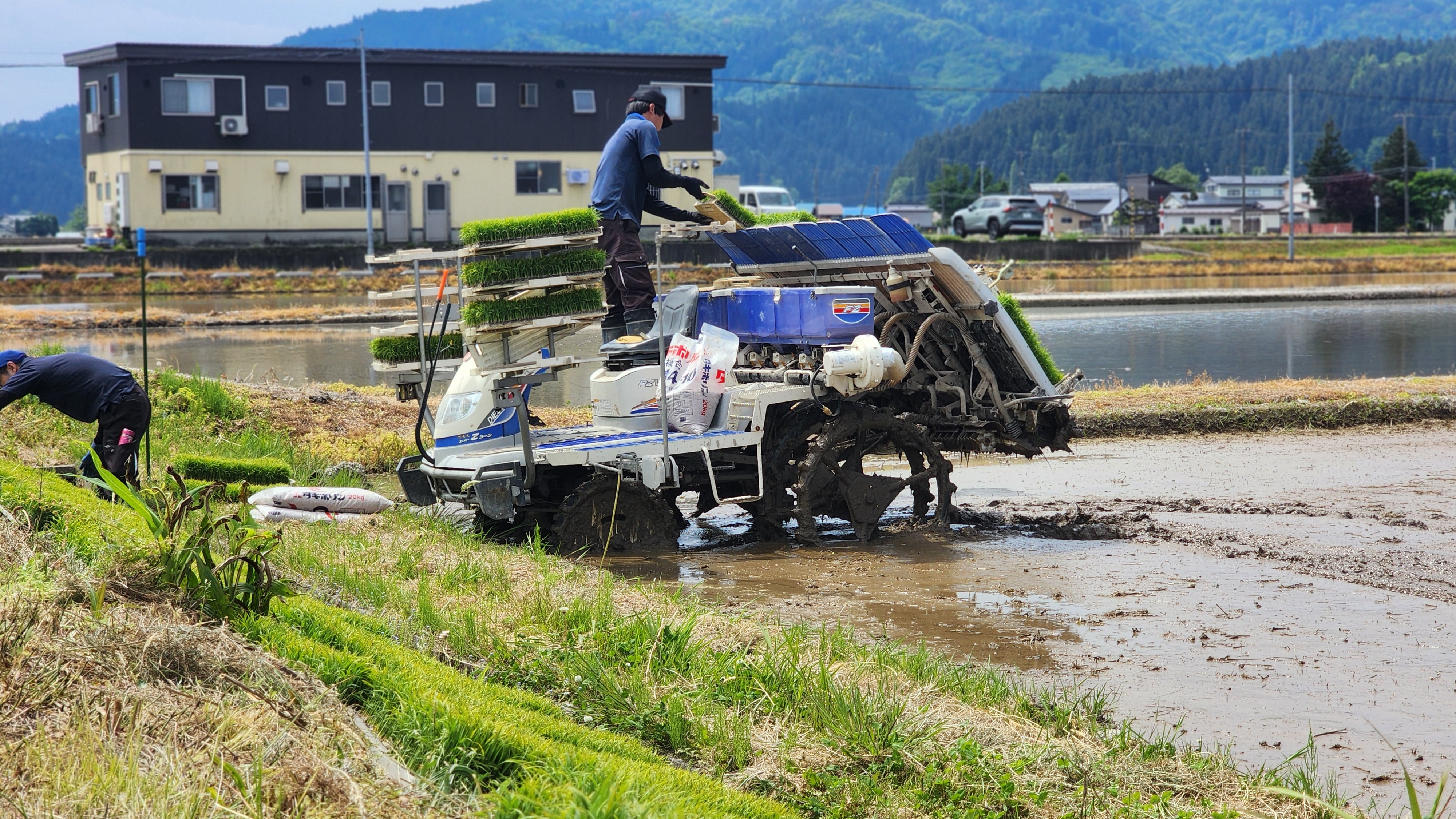 田植えの様子 2026